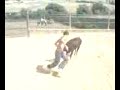 toro y caballo merida