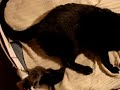 nascimento gatinhos!!