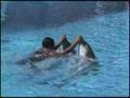 dauphins