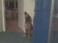 videos de My Dog and me Howling for our 