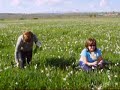la raccolta dei narcisi _bis