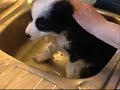 Puppies First Bath Puppies First Bath