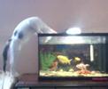 Gata Lolita & Peces