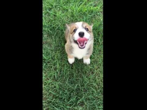 AKC Sable Male Corgi www.corgisandshelties.com