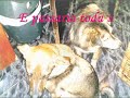 Anjos Caninos - adote um animal de rua Anjos Caninos - adote um animal de rua