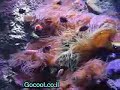 ???????? ?????? ?? ???? ???? Sydney aquarium