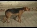 Dancing Dog
