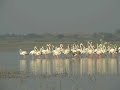FLEMINGO BIRD in solapur INDIA