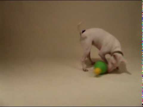 Bop A Lot interaktives Hundespielzeug