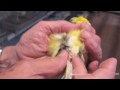 fbglima - Canary Insemination