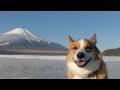 slip / 滑る～ 20100116 Goro@Welsh corgi