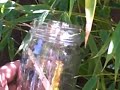Newborn Mantids Newborn Mantids