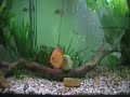 Discus Fish Rocking to Pearl Jam