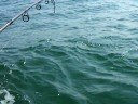 Don Lands a Big Blue In Moriches 10-4-08