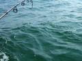 Don Lands a Big Blue In Moriches 10-4-08