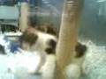 videos de CAT FIGHT.3GP
