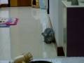 Binky xvid