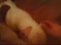 My 2 Staffies fighting