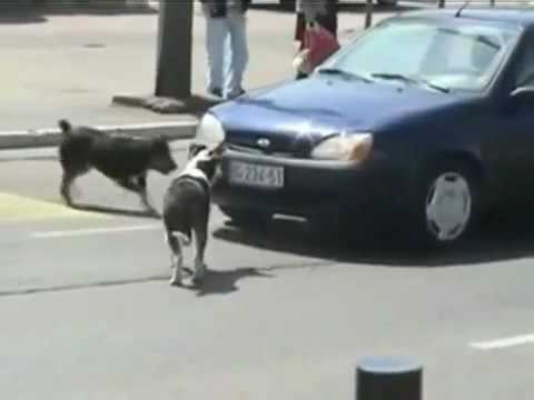 Куче срещу автомобил