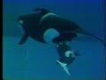 Kandu 5 & Orkid 1988 + other baby Shamus Kandu 5 & Orkid 1988 + other baby Shamus