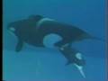 Kandu 5 & Orkid 1988 + other baby Shamus