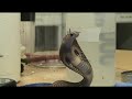 Classic Indian Cobra