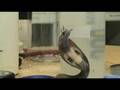Classic-Indian-Cobra