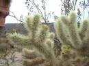 desertification