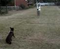 Jarrah doing a recall