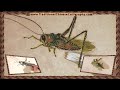 Chinese Critter Paining: Cricket practice. Yup. I paint critters.