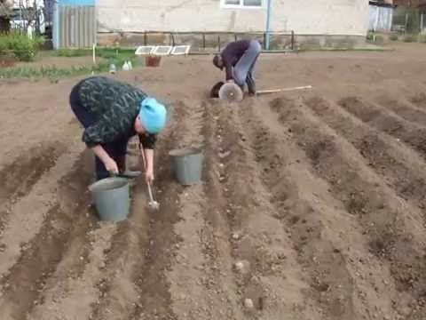 Подготовка картофельных клубней к посадке Подготовка картофельных клубней к посадке