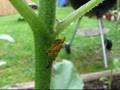 Bug Sex