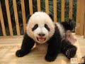 Panda a jej� sv?t