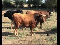 Toros de Brihuega 2008