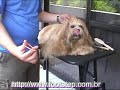 Escova��o Lhasa Apso - Parte 3