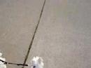 Westies walk part 2