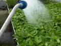 生態農業 節能減碳 節水 精準無機養分供應給水耕 養魚 Mineral fertilizer aquaponics