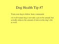 Dog Health