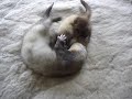 Dougal playing with Frodo and Fanny ferrets.