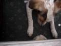 Dougal playing with Frodo and Fanny ferrets.