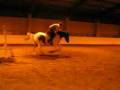 videos de 6 yrs 15 hh Skewbald Welsh X Horsham