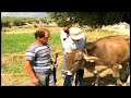 Cows for Guns
