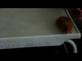 Hamster Attack!