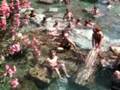 Pamukkale Antique Thermal pools