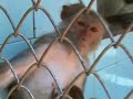 Monkey Human Monkey Human