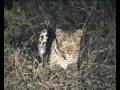 videos de Leopard im Krüger Nationalpark in Südafrika