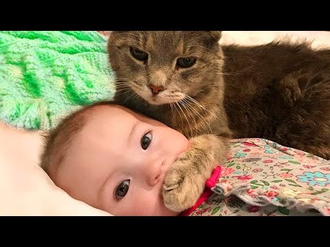 Baby and Cats Playing Together - Funny Baby and Pets Moments