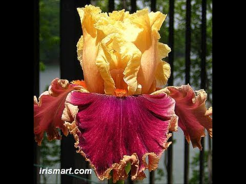 how to replant iris bulbs