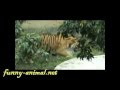 Tiger yawning and drinking water 