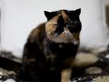 Newカメラ（EOS 5D markii）の新機能で、テスト的に映像を撮ってみました。 ピント合わせるのに大わらわな様子と、猫を・・・ 飼い主目線でお楽しみください。 ふくとめめの声もばっちり入っちゃってます。